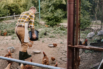Modern farmer tending to chickens in a serene countryside setting