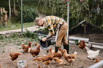 Modern farmer caring for chickens in a picturesque rural setting with countryside charm