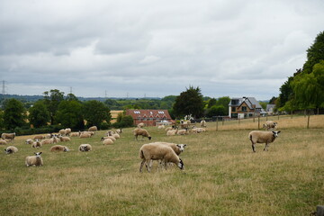 Thurgarton, Nottinghamshire, England - August 18 2025: Tranquil scene of grazing sheep in a summer...