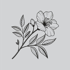 Camellia Modern Floral Line Drawing Artworks