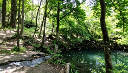 Sunlit forest path leads to tranquil, dark-green pool