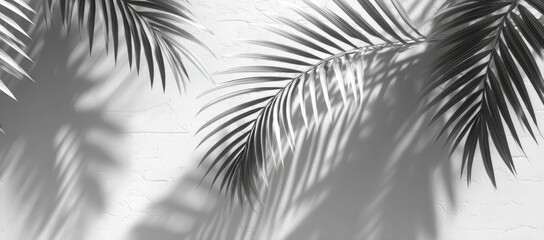 Abstract grayscale palm leaf shadows on a textured wall