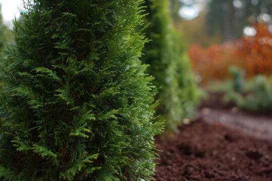 Dense emerald green arborvitae branches filling garden frame, showcasing lush foliage texture