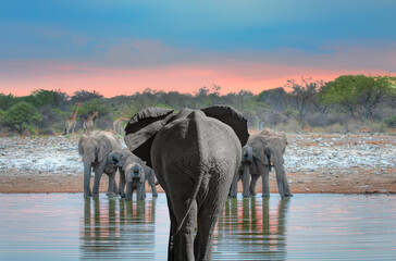 A group of elephant families go to the water's edge for a drink - African elephants standing near lake in Etosha National Park, Namibia