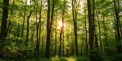 Obraz premium Sunlight streams through tall green trees in a dense forest creating a beautiful natural scene