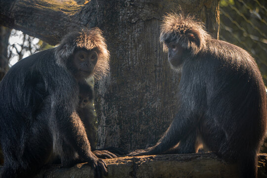 Lutung Jawa / Lutung Budeng (Trachypithecus Auratus) monkey sits together on a concrete ledge, their fur glowing under the beautiful backlighting, highlighting their social bond and peaceful presence.
