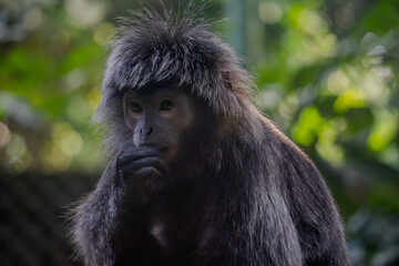 Lutung Jawa / Lutung Budeng (Trachypithecus Auratus) monkey is seen in a close-up, its face framed by its hand, with a serene and pensive expression amidst lush green foliage.