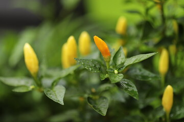 Obraz premium Hot chili pepper in garden