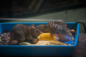 Brown rats are gathered around a blue feeding tray, enthusiastically eating pieces of yellow corn...