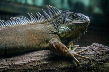 Close-up portrait of a green iguana's face, highlighting the intricate details of its scales and the ancient, reptilian look in its gaze.