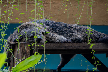Binturong is seen lying down and relaxing on an elevated wooden platform, its fur and body shape...
