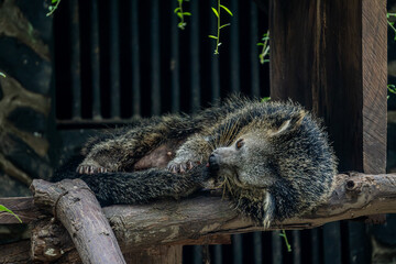 Binturong is curled up on a thick wooden log, its furry body and calm demeanor captured in a...