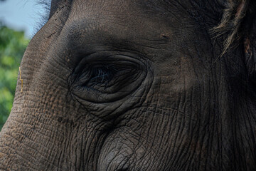 Close-up of an Asian elephant's face, focusing on its large, expressive eye and wrinkled skin texture.