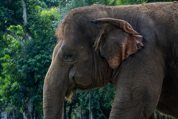 Fototapeta premium Detailed side profile shot of an Sumatran elephant's (Elephas maximus sumatranus) head and trunk, showcasing its wrinkled skin and gentle demeanor.