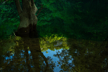 Wetlands in Bosnia with reflections in the water and a green background.