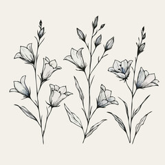 Flower illustration, Campanula Doodle Set. Vector bellflower plants. Line art flowers and Buds Drawing Outline stems, leaves, grasses, bouquet. Elegant Floral Collection Hand Drawn Botanical. 