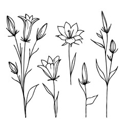 Flower illustration, Campanula Doodle Set. Vector bellflower plants. Line art flowers and Buds Drawing Outline stems, leaves, grasses, bouquet. Elegant Floral Collection Hand Drawn Botanical. 