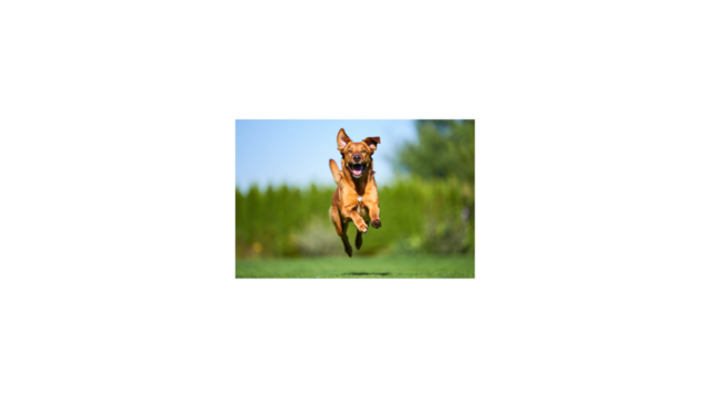 Joyful Dog Running Freely in a Lush Green Field on a Sunny Day