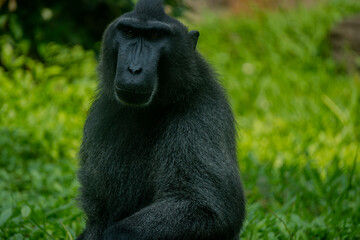 Portrait of a black crested macaque, its unique expression and thoughtful gaze captured against a soft, sunlit green background.