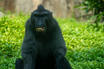 Striking portrait of a black crested macaque staring directly at the viewer, its strong features and powerful presence highlighted on a sunny day.