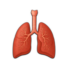 Digital Illustration Human Respiratory System Lungs and Trachea Anatomy on Transparent Background 