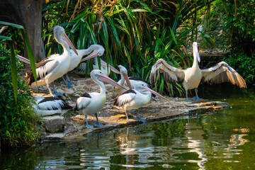 Group of pelicans stand, preen, and stretch on a muddy riverbank, surrounded by lush vegetation under rich natural light.