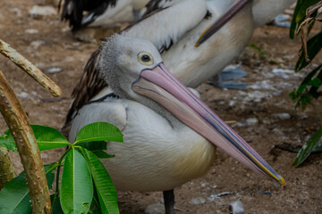 Pelican calmly stands on the edge of a sandy shore, its long beak relaxed as it blends into the greenery of a shaded park environment.