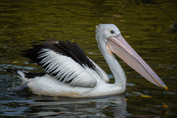 Serene pelican glides effortlessly across a shimmering golden water surface during sunset, embodying elegance and quiet freedom.