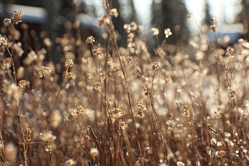 Dried, light brown grasses in a field