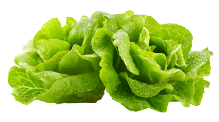 fresh green salad leaves isolated on white background, HD realistic
