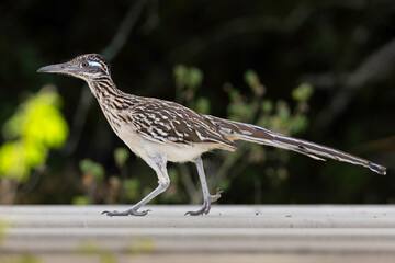 A greater roadrunner (Geococcyx californianus) walking and foraging.