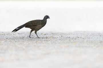 A plain chachalaca (Ortalis vetula) walking down the street.