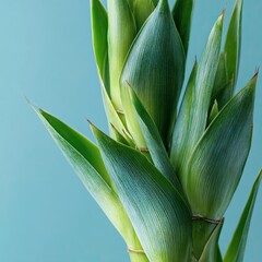 Obraz premium Close-up of vibrant green lucky bamboo stalks against a teal background