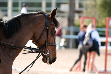 Horse bridle competition