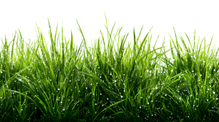 fresh wet spring grass with dew isolated on white background, HD realistic