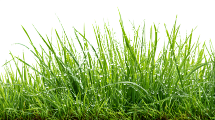 fresh wet spring grass with dew isolated on white background, HD realistic
