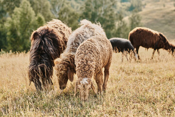 flock in a serene countryside setting during sunset