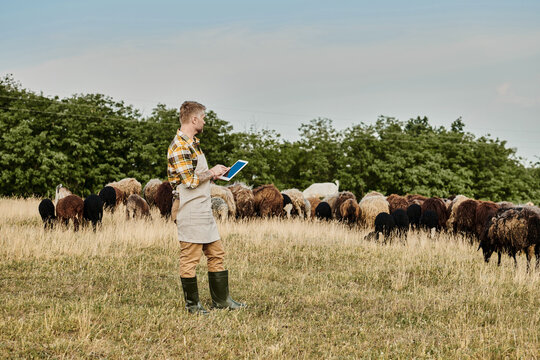 Good looking farmer monitors sheep in a serene countryside setting during golden hour