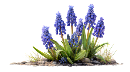 grape hyacinth blooming in garden spring isolated on white background, HD realistic
