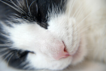 Close-up of black and white cat sleeping peacefully