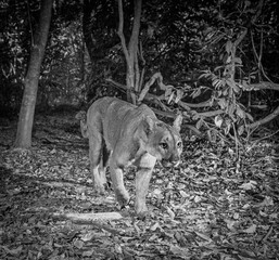 Montain lion / Cougar / Puma / Suçuarana / Onça-parda / Leão-baio..