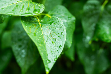 A CloseUp View of Fresh Green Leaves with Raindrops on Them
