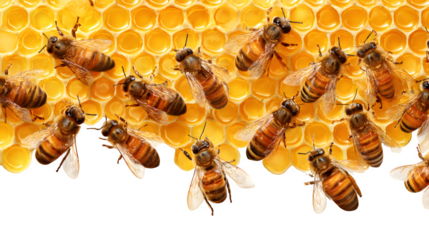 honey bees working in honeycomb isolated on white background, HD realistic