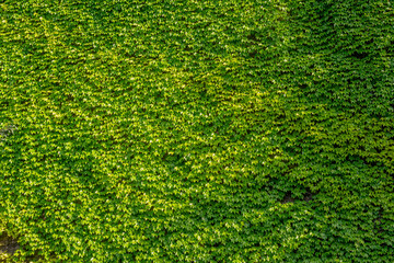Abstract composition of a wall with lianas. green leaves on a old stone wall