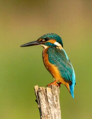 Kingfisher perched on a branch