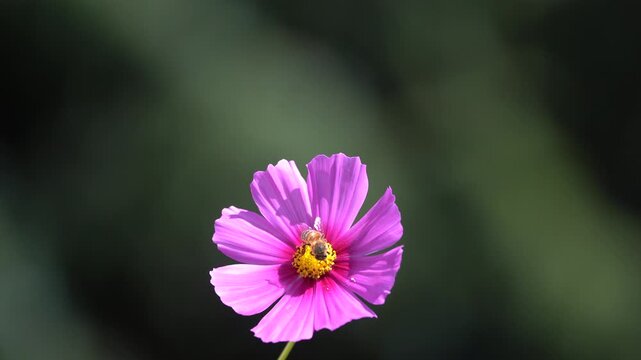 wild bee on cosmos flower