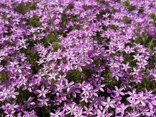 Abundant flowers of Phlox subulata creeping moss phlox.
