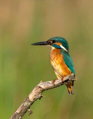 Fototapeta premium Kingfisher perched on branch
