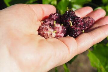 Mulberry fruits on the palm. Morus, a genus of flowering plants in the family Moraceae, consists of...