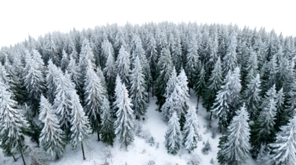 aerial drone shot of snowy spruce forest in Thuringia, Germany isolated on white background, HD realistic